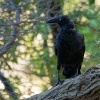 Krkavec pralesni - Corvus tasmanicus - Forest Raven o8113